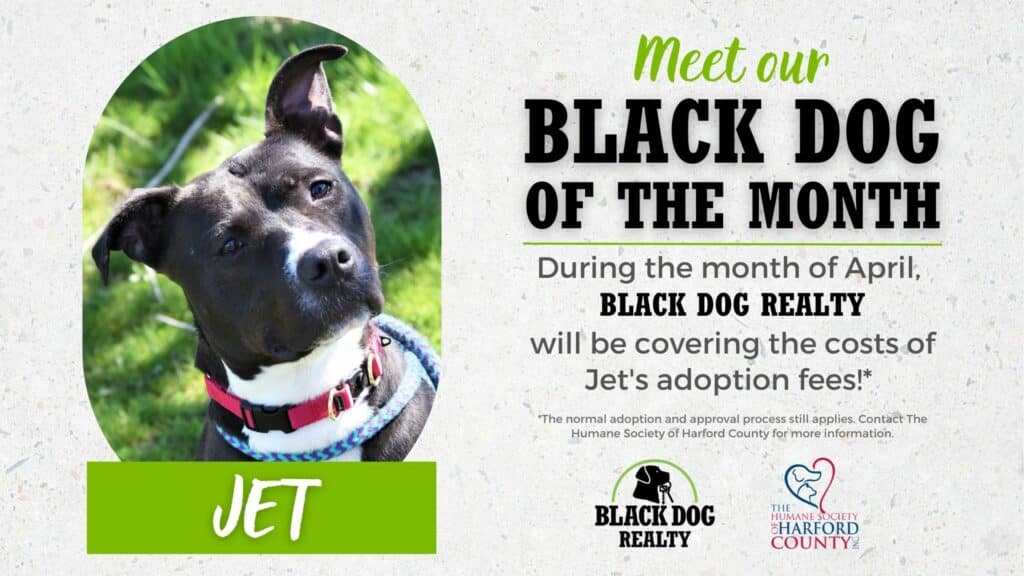 Black Dog of the Month